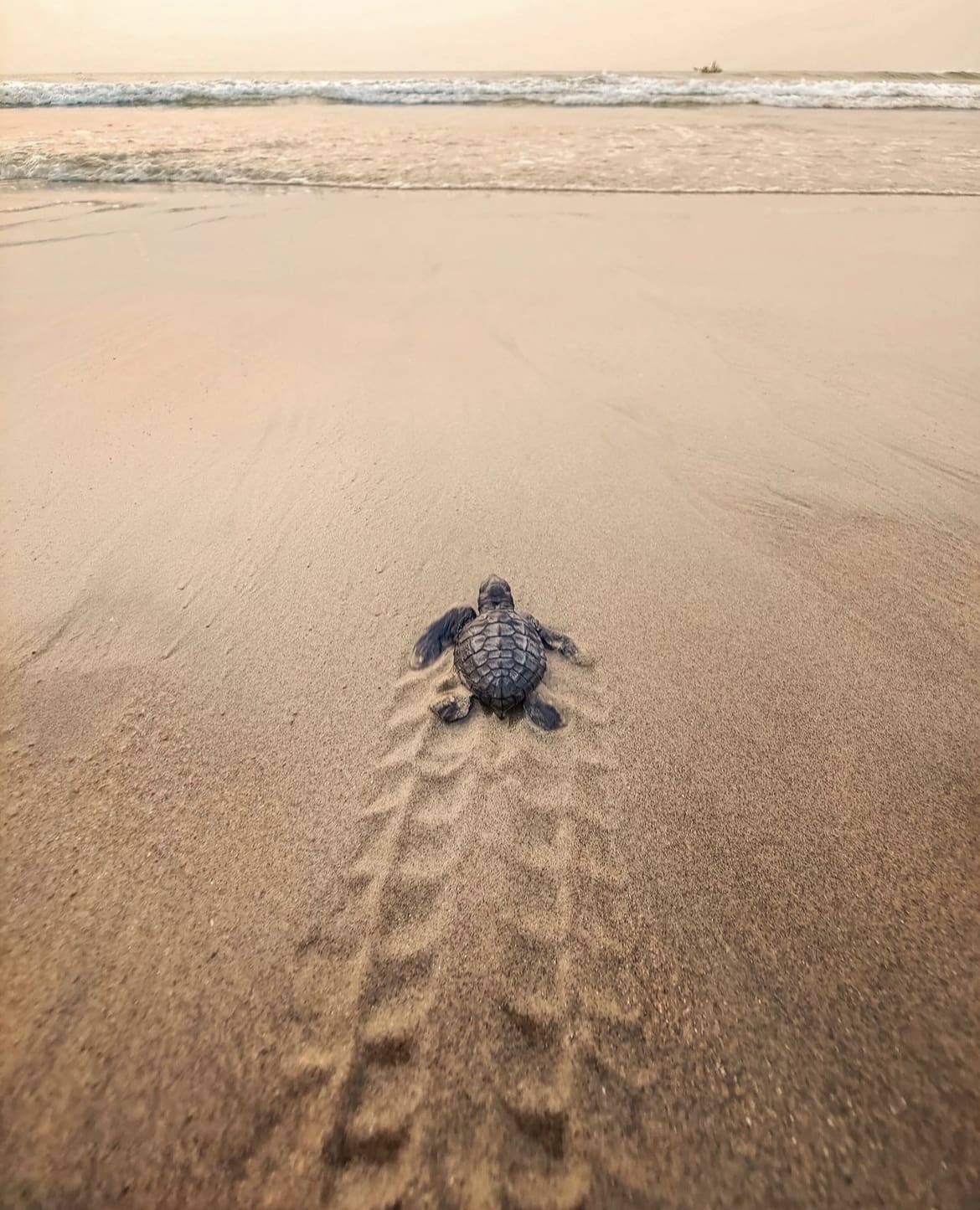 Baby turtle on the beach