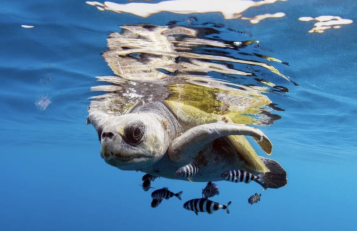 Olive Ridley Turtle