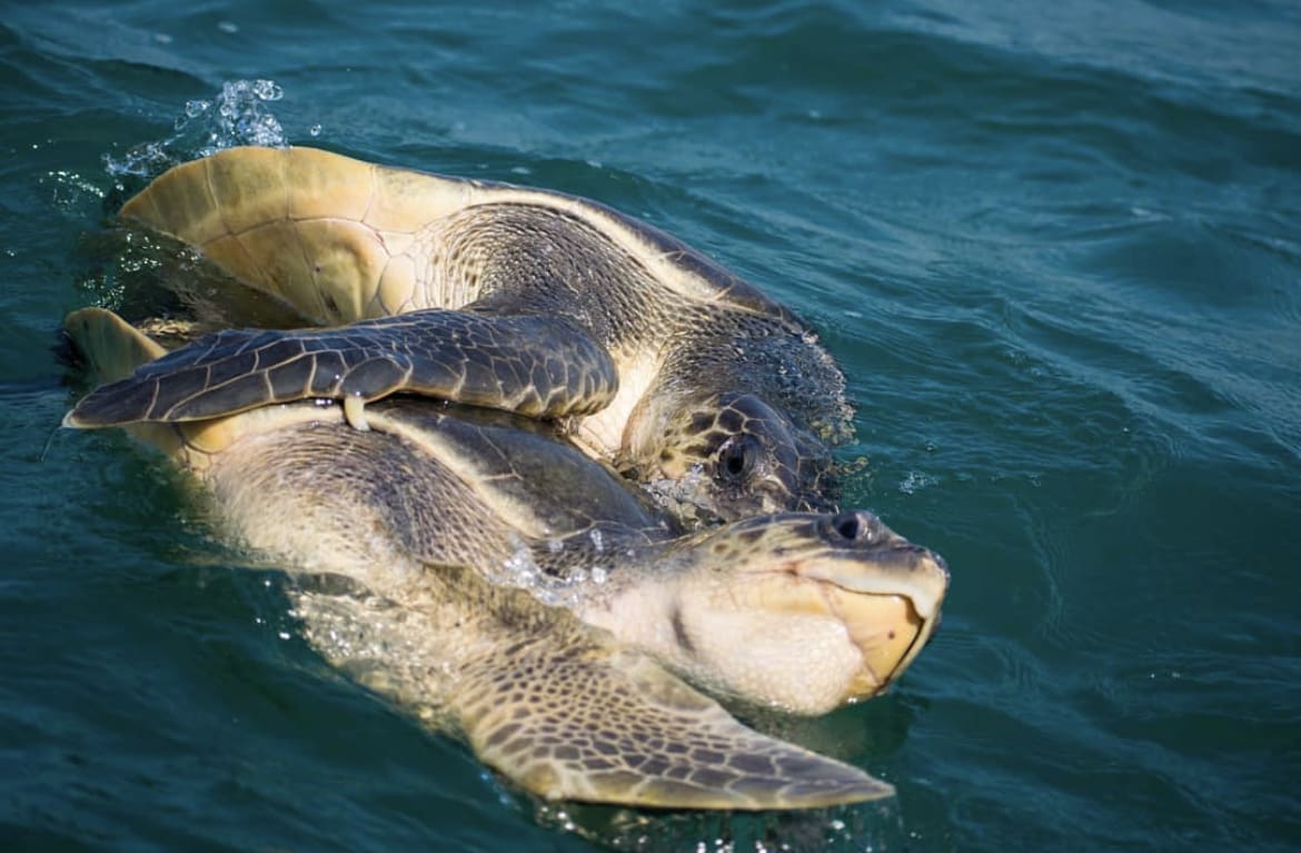 Sea turtles mating
