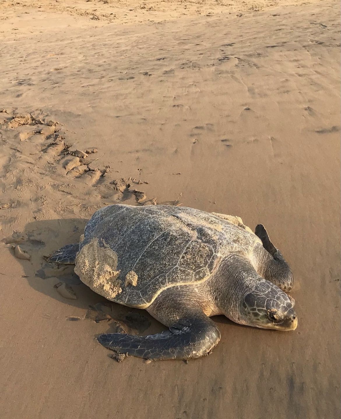 Adult turtle crawling on the beach