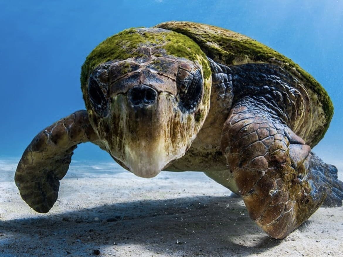 Loggerhead Turtle