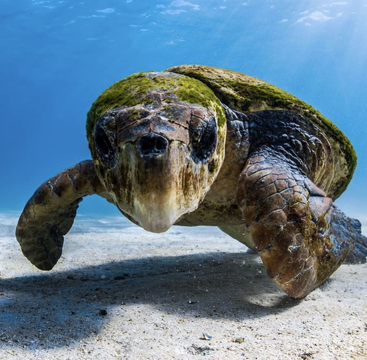 Loggerhead Turtle - The Seven Types of Sea Turtle
