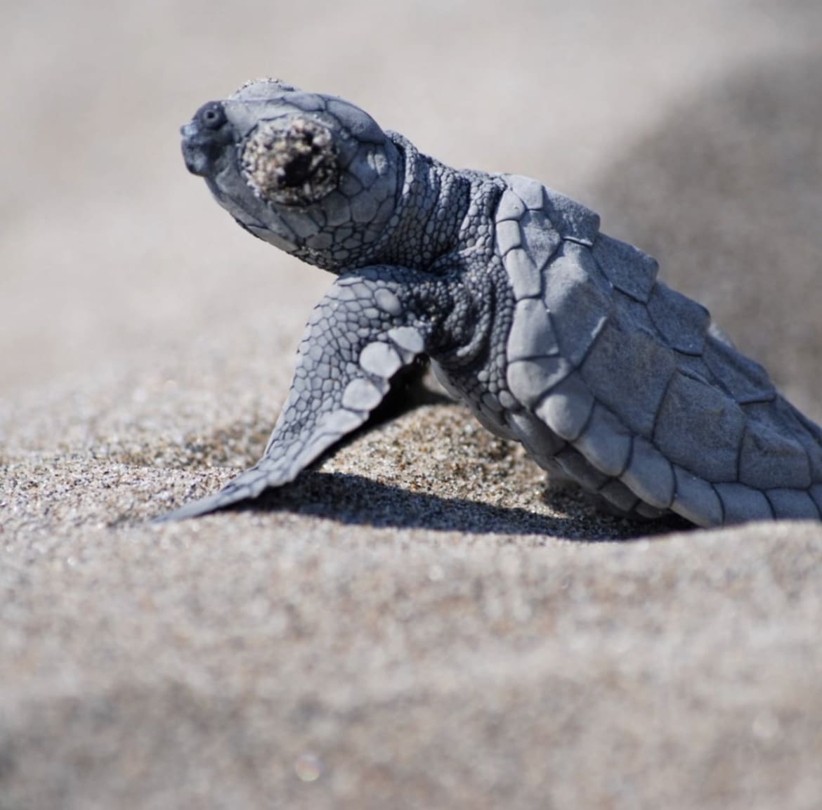 Kemp’s Ridley Turtle