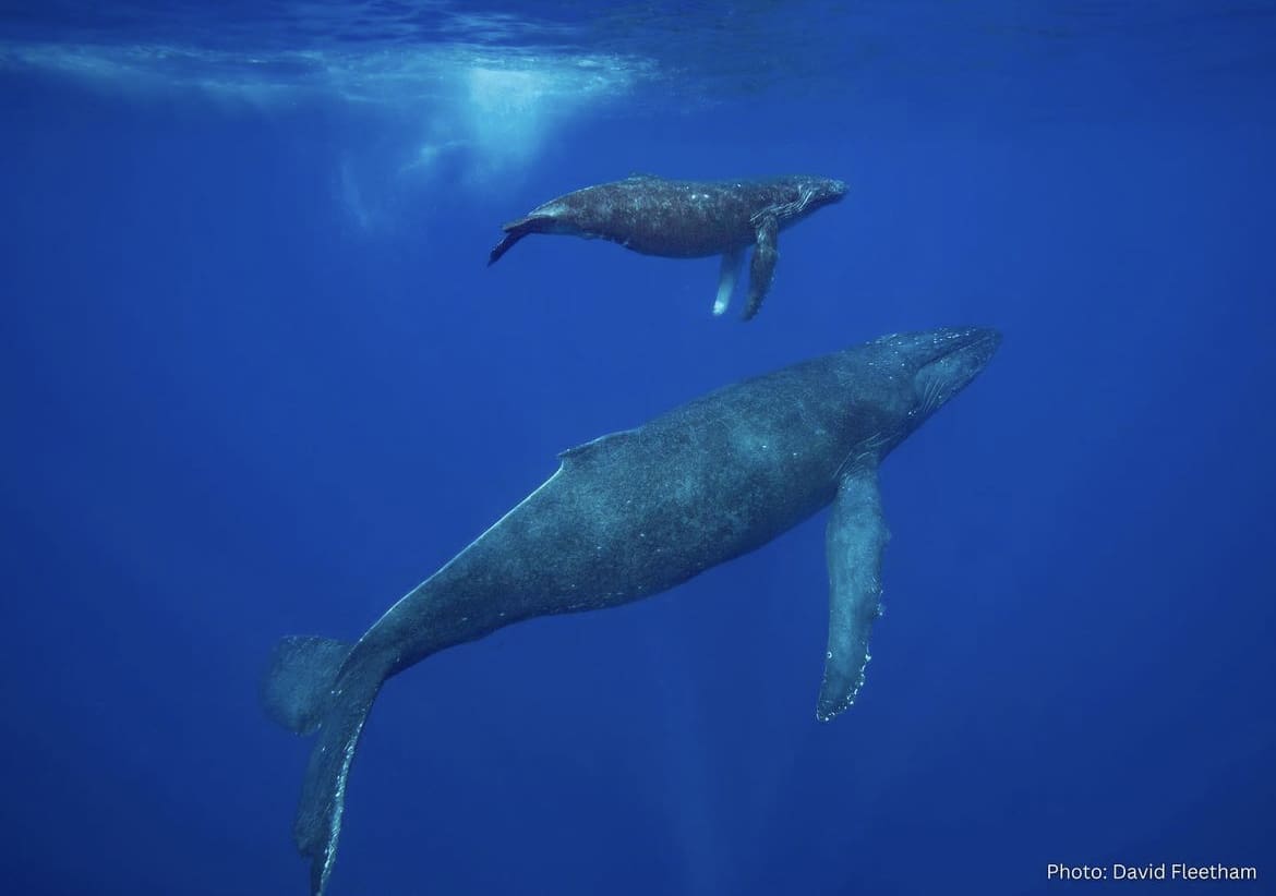 Fin Whales