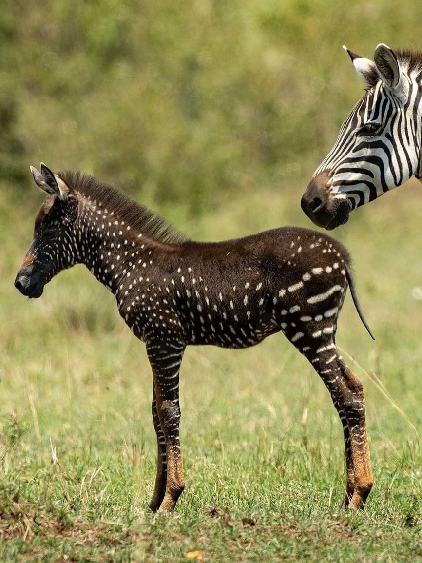 spotted zebra