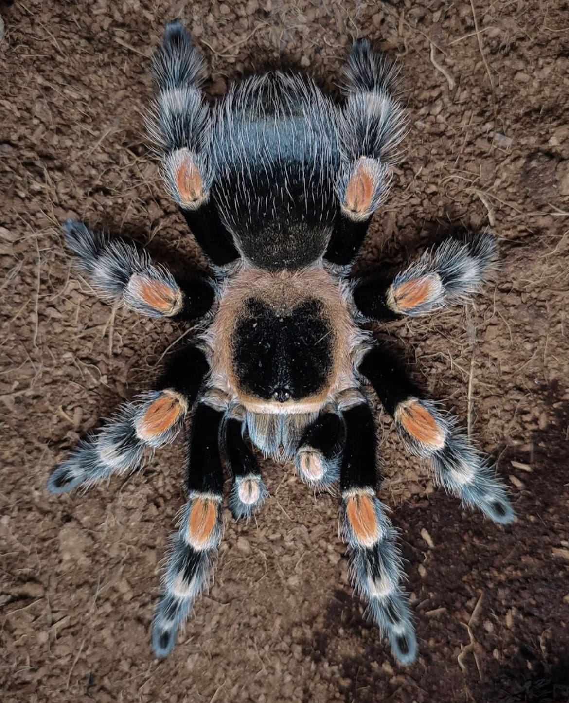 red knee tarantula