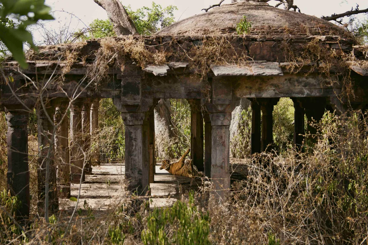 Bengal tiger, Ranthambhore National Park, India