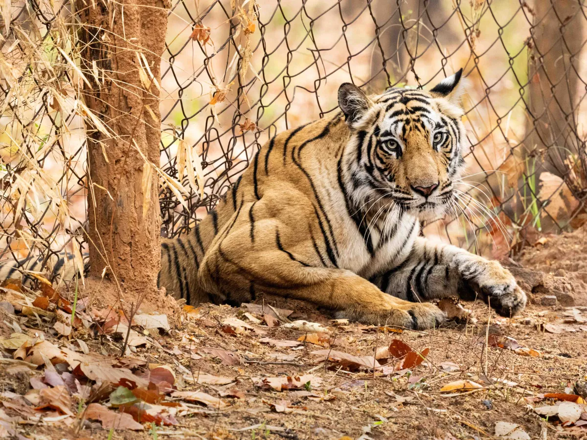 Bengal tiger, Bandhavgarh National Park, India