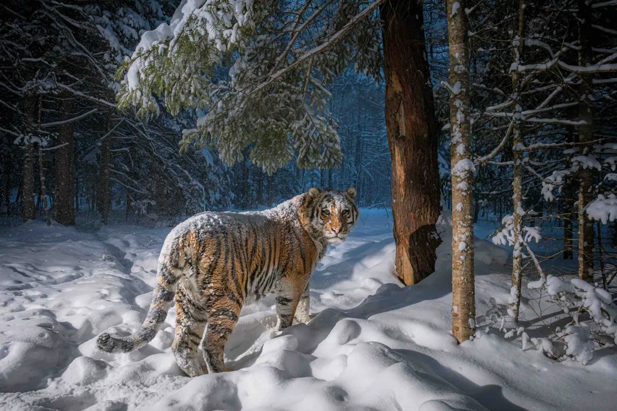 Amur tiger, Khabarovsk Krai, Russian Far East