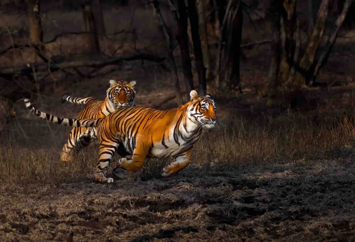 Bengal tiger, Ranthambore National Park, India