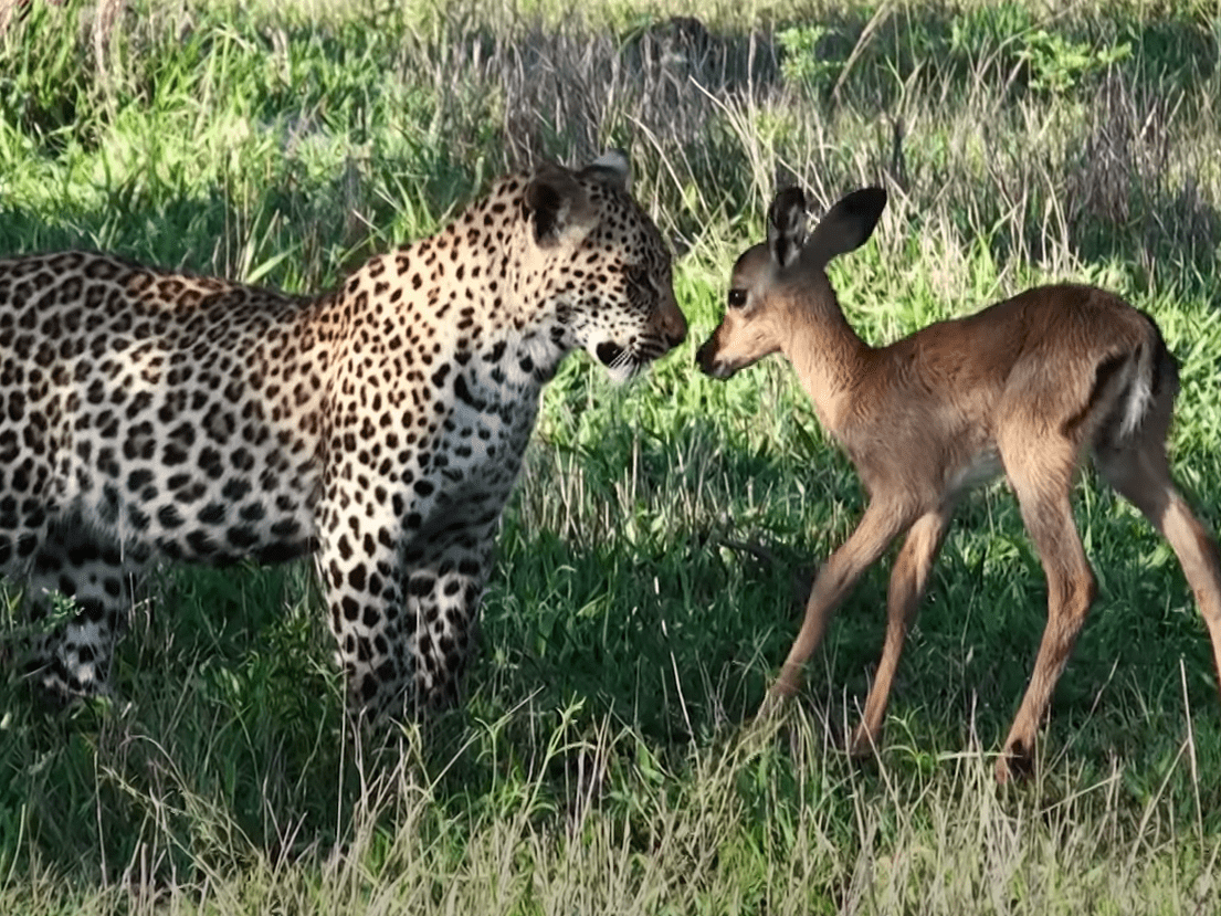 WATCH: Mother Leopard Turns an Impala Hunt into a Lesson