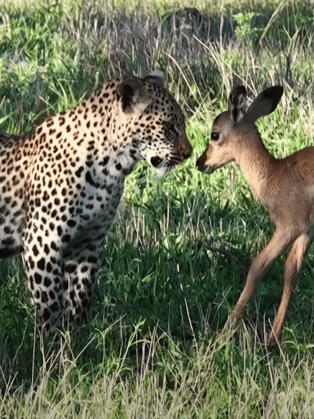 WATCH: Mother Leopard Turns an Impala Hunt into a Lesson
