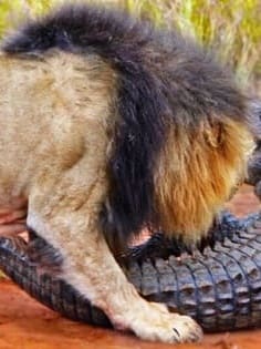 Lion Vs Crocodile