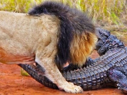 Lion Vs Crocodile