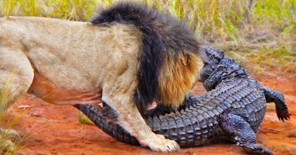 Lion Vs Crocodile