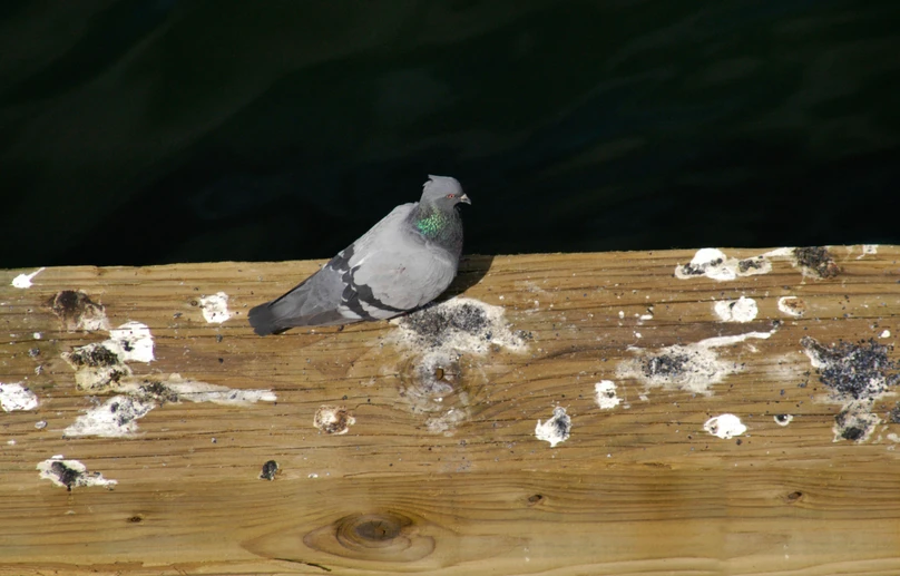 Why Is Bird Poo White?