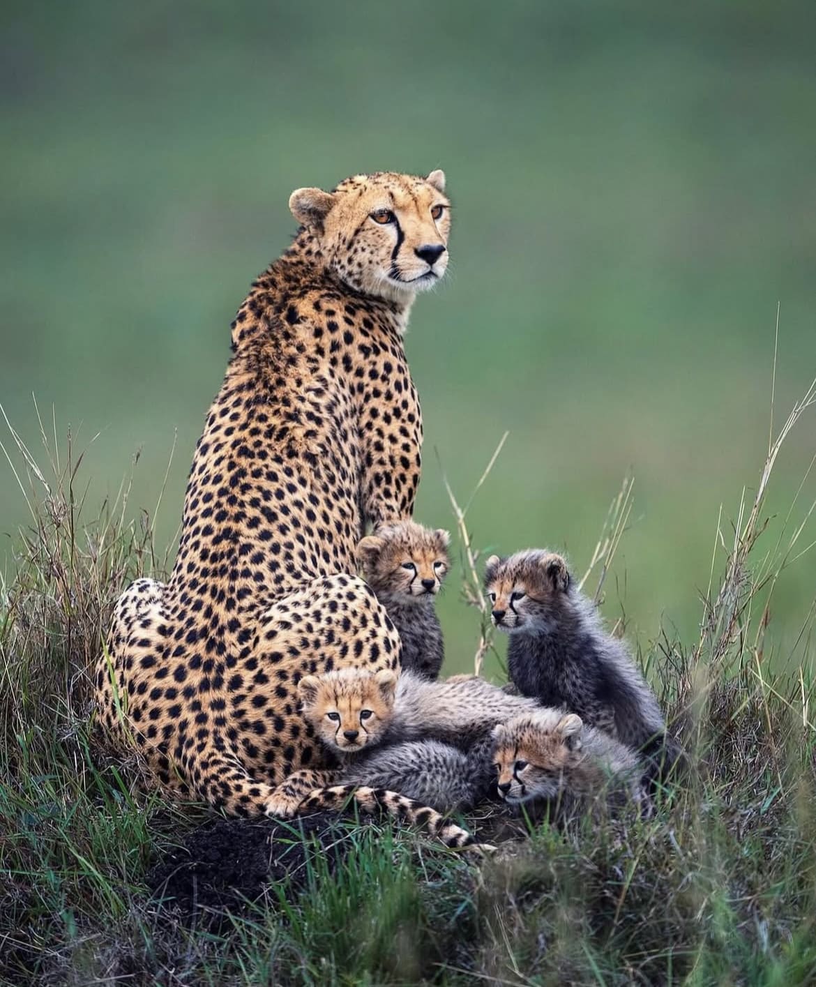 Cheetah mother and her cubs in Masai Mara National Reserve