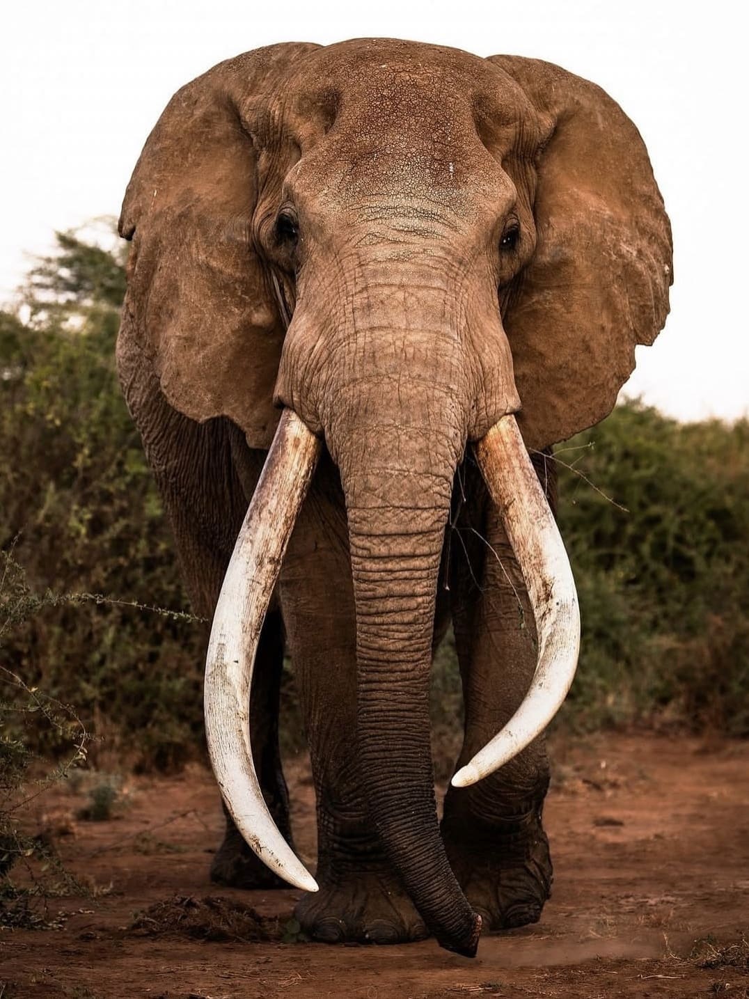 Craig, one of the world's largest African savanna elephants
