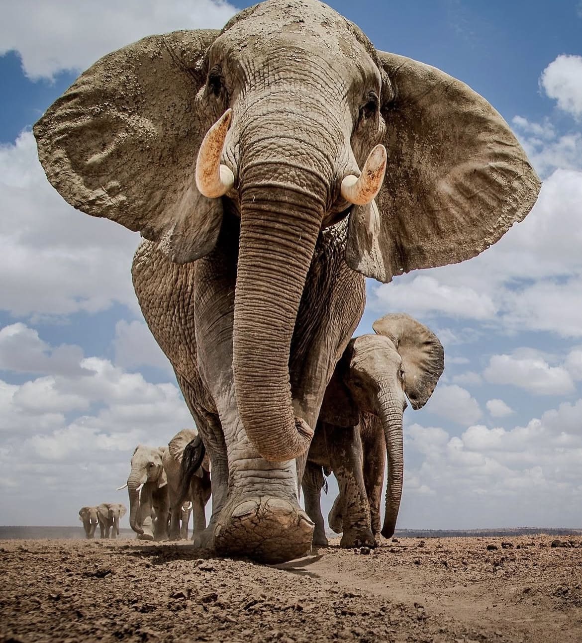 Elephant herd marching in single file