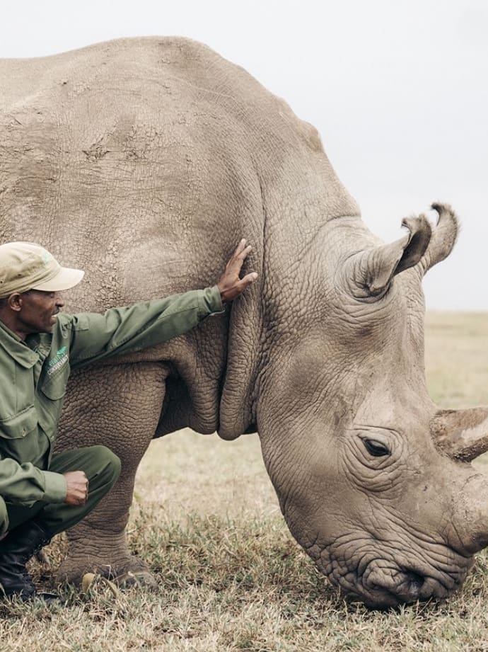 Northern white rhino and rhino