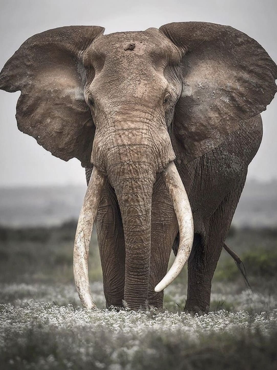 Craig, a legendary African bull elephant