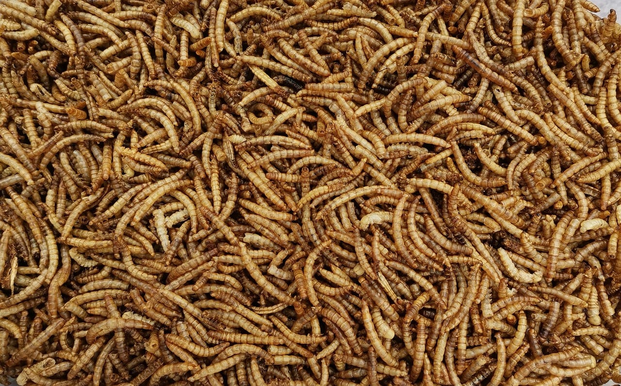 Mealworms are capable of digesting plastic